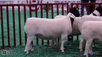 Ewe#3