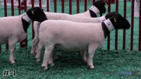 Ewe#4