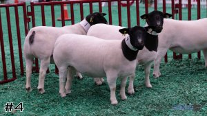 Class #1 Breeding Ewes thumbnail