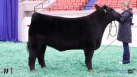 Steer#1
