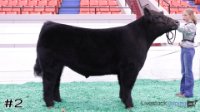 Steer#2