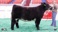 Steer#3