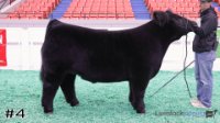 Steer#4