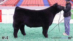 Class #10 Market Steers thumbnail