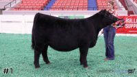 Heifer#1