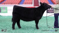 Heifer#2
