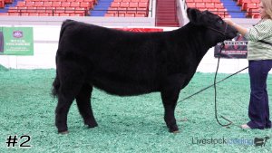 Class #11 Breeding Heifers thumbnail