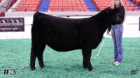 Heifer#3