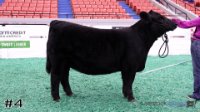 Heifer#4