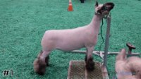 Lamb#1