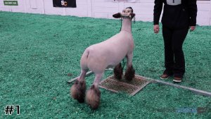 Class #2 Market Lambs thumbnail