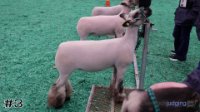 Lamb#3