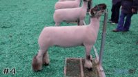 Lamb#4