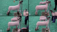 All Animals