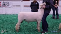 Ram#1