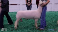 Ram#2
