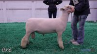 Ram#4