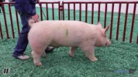 Hog#1
