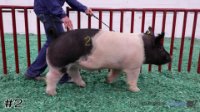 Hog#2