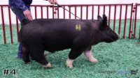 Hog#4