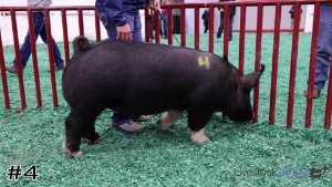 Class #5 Market Swine thumbnail