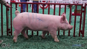 Class #6 Breeding Gilts thumbnail