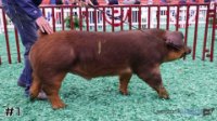 Hog#1