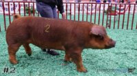 Hog#2