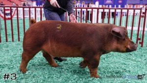 Class #7 Market Swine thumbnail