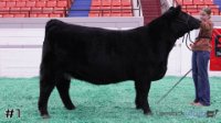 Heifer#1