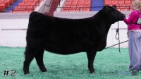 Heifer#2