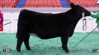 Heifer#3