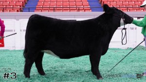 Class #8 Breeding Heifers thumbnail