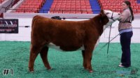 Heifer#1