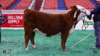 Heifer#2