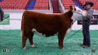 Heifer#3