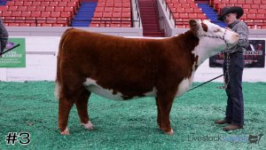 Class #9 Breeding Heifers thumbnail