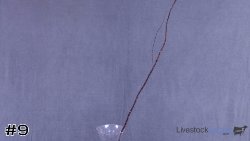 Specimen#9