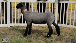 Ewe#2