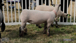 Ewe#3