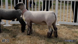 Class #1 Breeding Ewes thumbnail