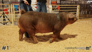 Class #2 Breeding Gilts thumbnail