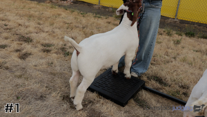 Class #4 Market Goats thumbnail