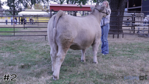 Class #3 Breeding Heifers thumbnail