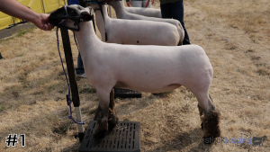 Class #6 Market Lambs thumbnail