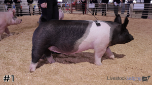 Class #5 Market Swine thumbnail