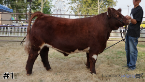 Class #7 Market Steers thumbnail