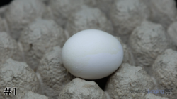 Egg#1