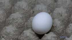 Egg#7
