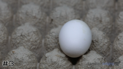 Egg#3